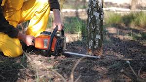 Best Lawn Pest Prevention  in Mahopac, NY