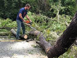 Best Firewood Processing and Delivery  in Mahopac, NY