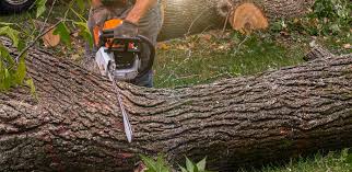 Best Arborist Consultation Services  in Mahopac, NY