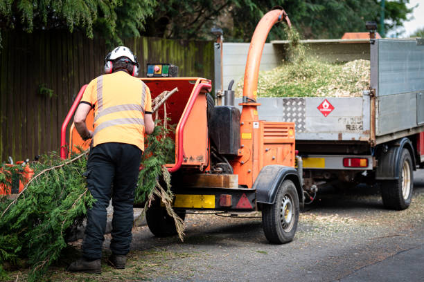 Best Tree Disease Treatment  in Mahopac, NY