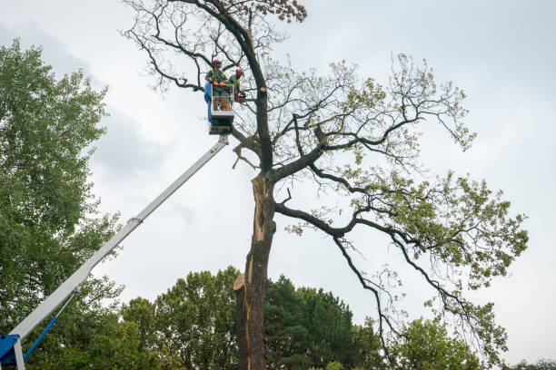 Best Aeration Services  in Mahopac, NY