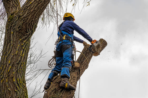 Best Tree Cabling and Bracing  in Mahopac, NY