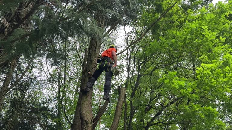 Best Palm Tree Trimming  in Mahopac, NY