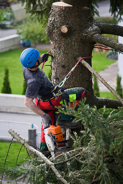 Best Tree Risk Assessment  in Mahopac, NY