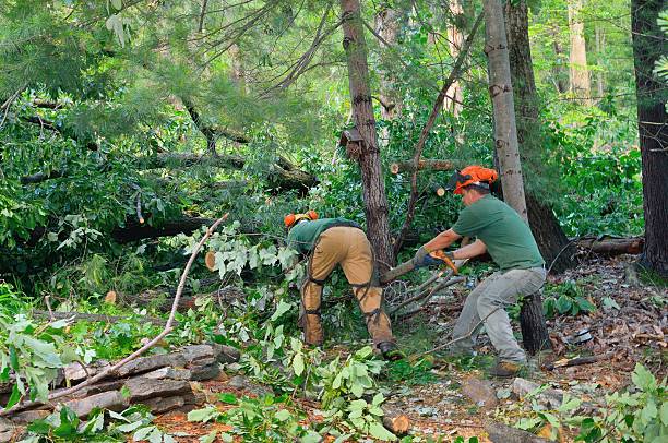 Best Tree Maintenance Programs  in Mahopac, NY