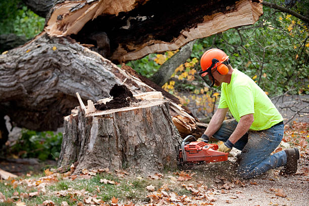 Best Storm Damage Tree Cleanup  in Mahopac, NY