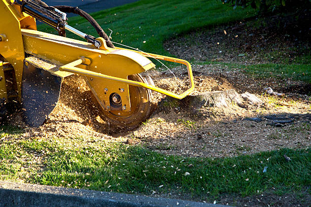 Lawn Renovation and Restoration in Mahopac, NY