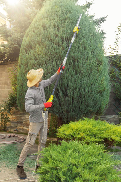 How Our Tree Care Process Works  in  Mahopac, NY