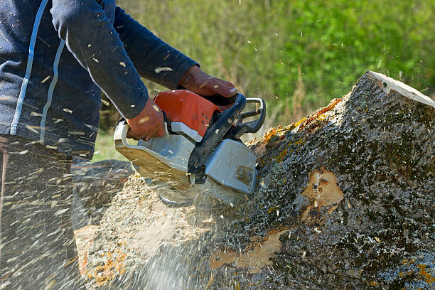 Best Tree Removal  in Mahopac, NY